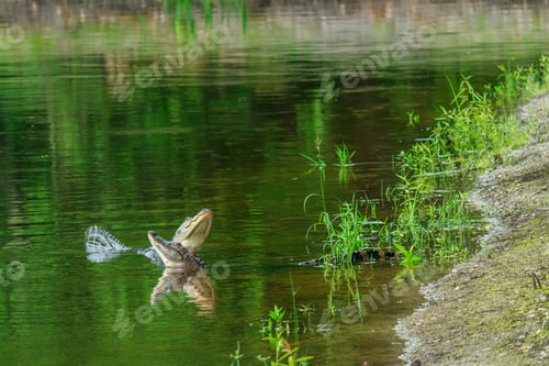 Preview: Two Alligators Challenging Each Other In A Retention Pond