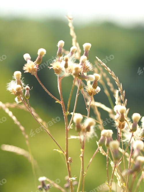 Preview: A Closeup Shot Of A Groundsel Plant With A Blurred Background