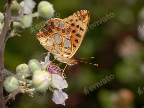 Preview: An Amazing Macro Shot Of A Butterfly On A Flower