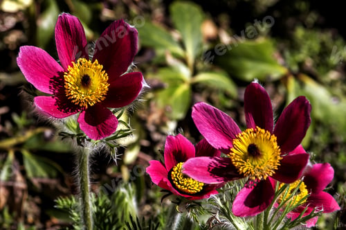 Preview: A Closeup Shot Of Pink Blooming Pasqueflowers