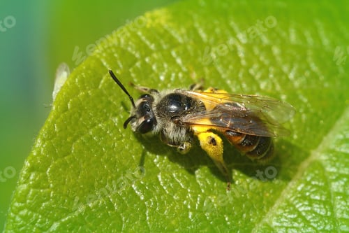 Preview: A High Angle Shot Of A Female Andrena Ventralis Bee On A Green Leaf