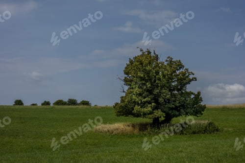 Preview: A Landscape Of A Field Covered In Trees And Grass Under A Cloudy Sky