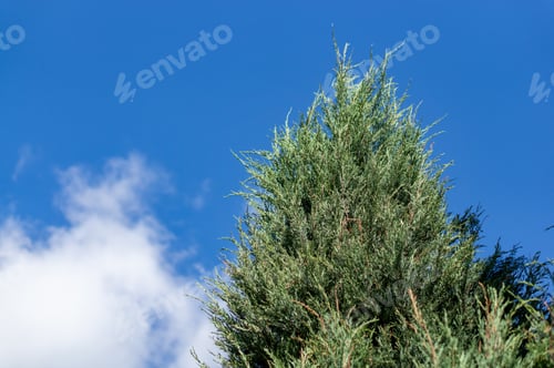 Preview: A Low Angle Shot Of Pinetree Leaves With A Cloudy Blue Sky