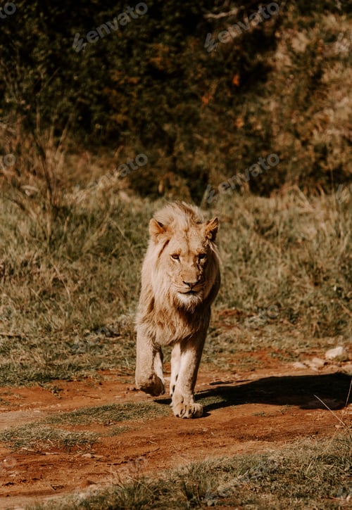 Preview: A Mesmerizing Shot Of A Powerful Lion Standing On The Grass And Looking Forward