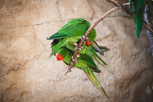 Preview: A Closeup Shot Of A Rose-Ringed Parakeet On A Tree Branch
