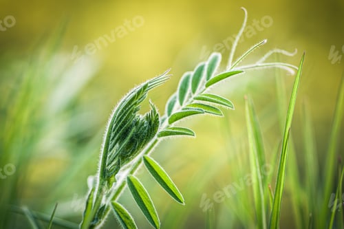 Preview: A Closeup Shot Of Fresh Green Grass On A Blurred Background