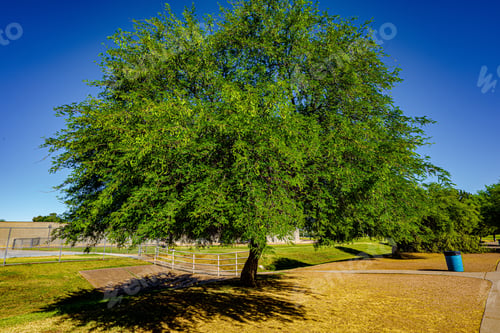 Preview: A Beautiful Shot Of Growing Trees On The Landscape Under A Blue Clear Sky