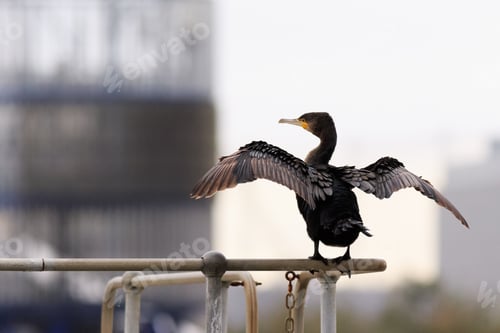 Preview: A Selective Focus Shot Of A Double-Crested Cormorant Perch On A Metal Railing In The Park