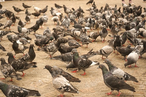 Preview: A Flock Of Pigeons On The Ground