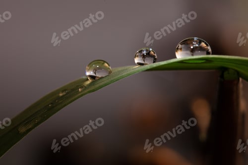 Preview: A Shallow Focus Shot Of Water Droplets On A Green Leaf With A Blurred Background