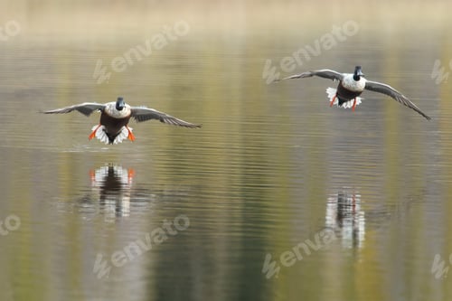 Preview: A Pair Of Ducks In Flight Over Autumn Background
