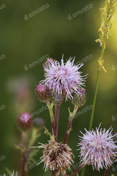 Preview: A Vertical And Close Up Shot Of A Purple Stubby Thistle Flower On A Blurred Background