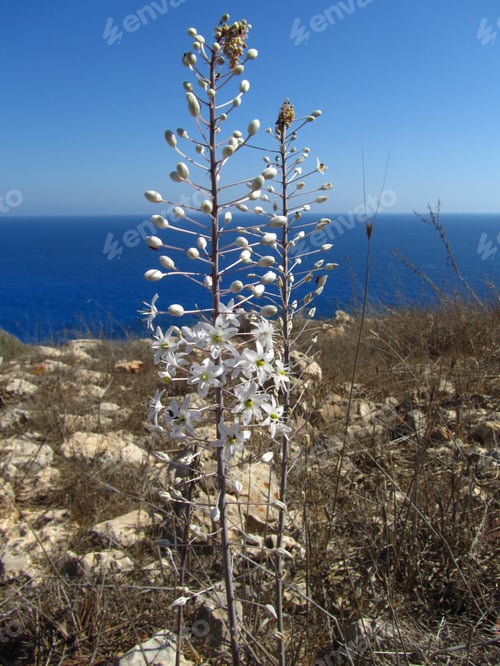 Preview: A Vertical Picture Of Drimia Maritima Under The Sunlight In Ayia Napa Coast In Cyprus