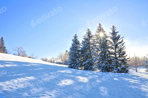 Preview: Sun Shinning Through Snow Covered Trees During A Cold Winter Day