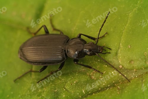 Preview: A Closeup Shot Of A Ground Beetle On The Green Leaves