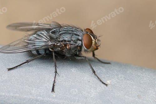 Preview: Lateral Close Up Of One Of Most Common Bluebottle Flies , Calliphora Vicina