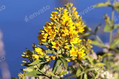 Preview: A Closeup Of A Yellow Lysimachia Vulgaris Under The Sunlight