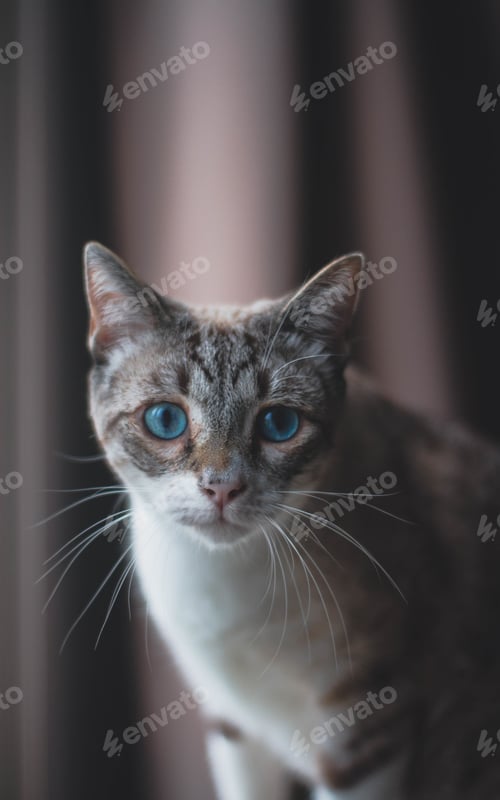 Preview: A Vertical Closeup Shot Of A Cute Grey And White Cat With Blue Eyes
