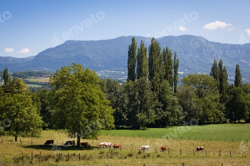 Preview: A Herd Of Cows Producing Milk For Gruyere Cheese In France In The Spring