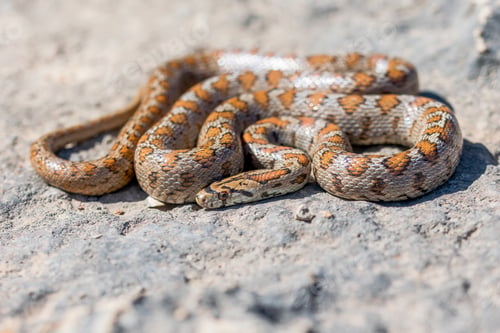 Preview: Macro Shot Of Body, Skin And Head Of An Adult Leopard Snake Or European Ratsnake, Zamenis Situla