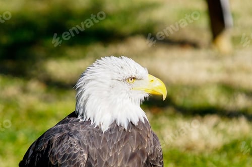 Preview: A Selective Focus Shot Of A Bald Eagle Head