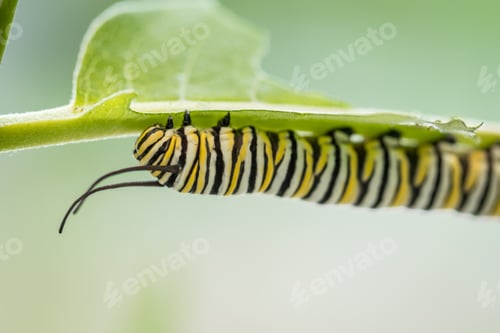 Preview: A Macro Shot Of A Colourful Caterpillar On The Plant Leaf