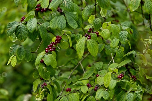 Preview: A Closeup Shot Of Amur Honeysuckle Berry Bush