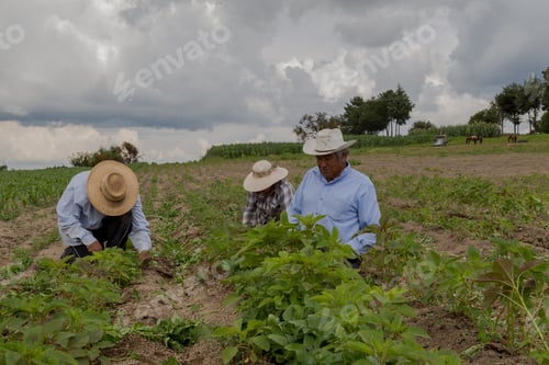 Preview: Hispanic Farmers Manual Amaranthus Planting In A Mexico'S Farming Field