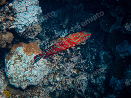 Preview: A Closeup Shot Of Beautiful Fish And Corals Under The Sea
