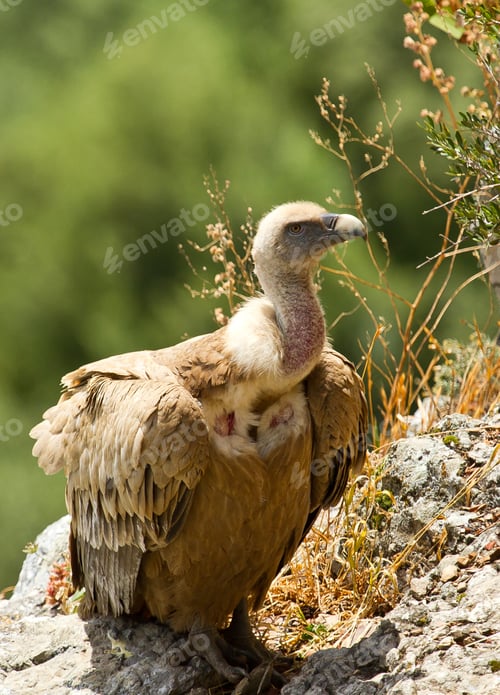 Preview: A Vertical Shot Of A Griffon Vulture On Rocks Under The Sunlight With A Blurry Background