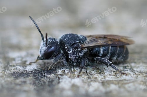 Preview: A Closeup Of A Rare Dark Parasite Bee Called Stelis Simillima From Gard, France