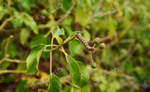 Preview: A Caterpillar Walking And Eating On Green Vegetation In The Maltese Countryside