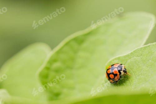 Preview: A Macro Shot Of An Orange Ladybug On A Gr