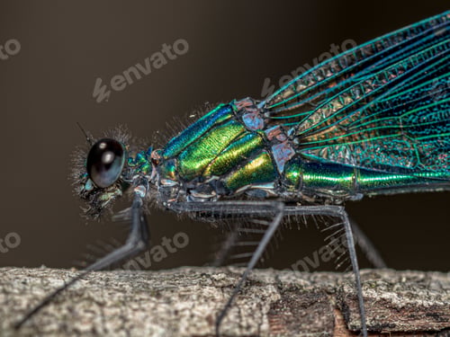 Preview: An Amazing Macro Shot Of A Beautiful Demoiselle On A Branch