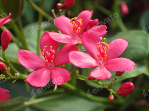 Preview: A Selective Focus Shot Of Beautiful Pink Jatropha Integerrima Flowers