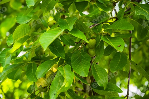 Preview: A Closeup Shot Of Fresh Green Young Fruits Of Walnut On A Tree Branch
