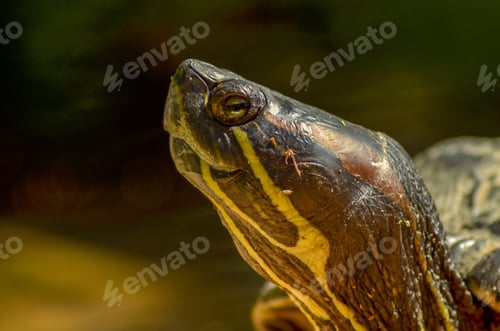 Preview: A Closeup Shot Of Tracheitis Scripta Elegans