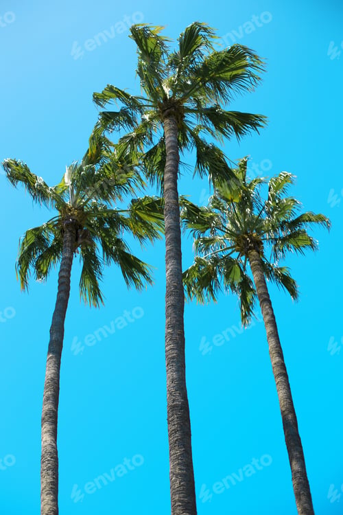 Preview: A Low Angle Shot Of Three Tall Palms On A Blue Background - Perfect For A Vertical Wallpaper