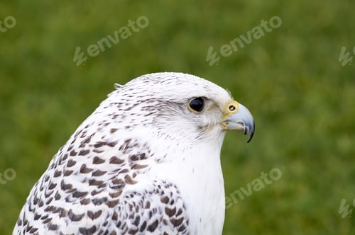 Preview: A Selective Focus Shot Of Gyrfalcon On Green Grass Ground