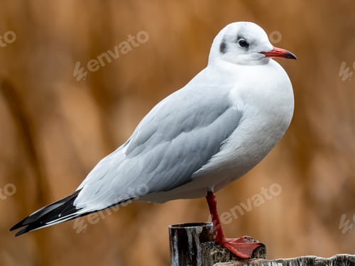 Preview: A Beautiful Shot Of A White Bird Standing On A Wooden Fence On A Blurred Background