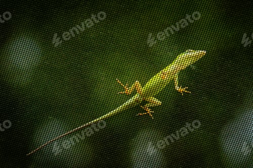 Preview: A Closeup Shot Of A Green Lizard On A Metal Net