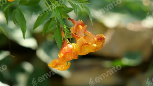 Preview: A Closeup Shot Of Bright Yellow Tecoma Flowers