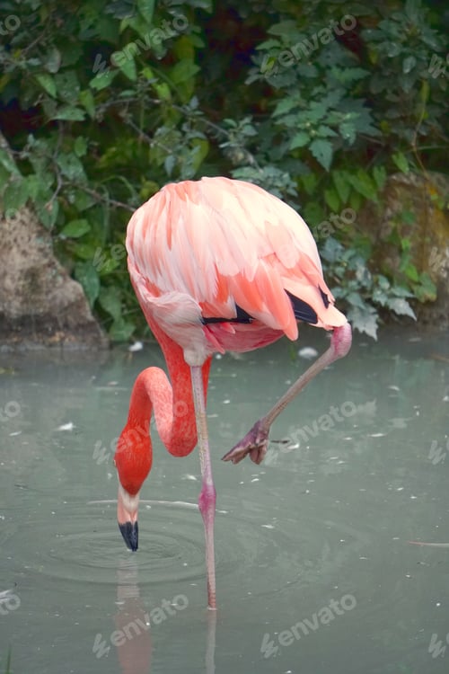 Preview: A Vertical Shot Of A Flamingo Looking For Food On The Water
