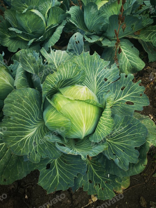 Preview: A Vertical Shot Of A Cabbage Plant In The Field