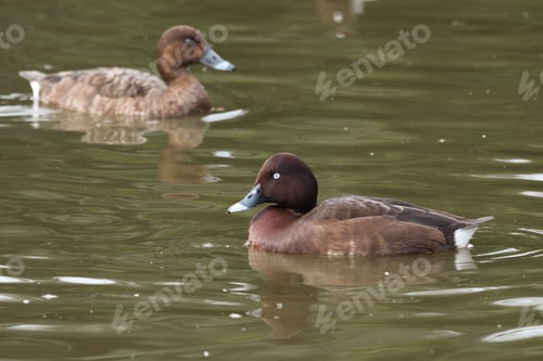 Preview: A Closeup Shot Of Ducks On The Lake