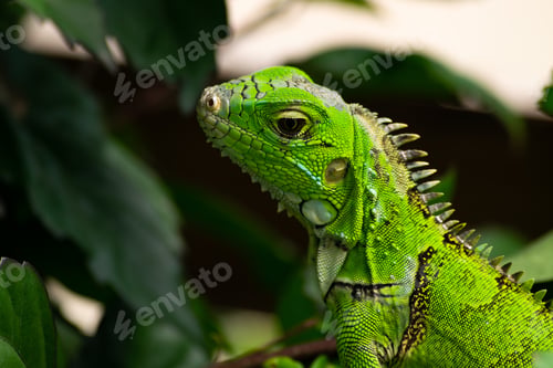 Preview: A Closeup Shot Of A Green Iguana With Plant Leaves On The Background