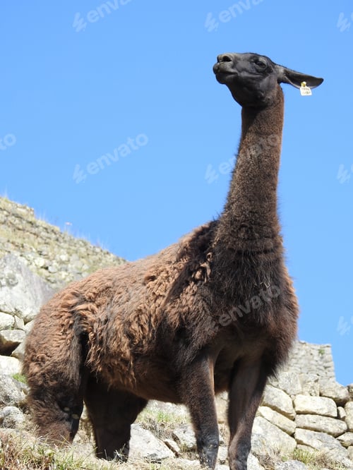 Preview: A Vertical Shot Of A Llama In Machu Picchu