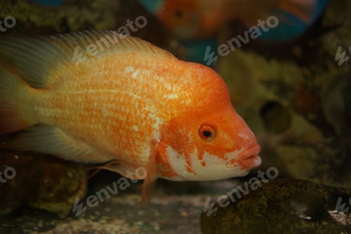Preview: A Closeup Shot Of An Orange Cichlid Fish Swims In The Aquarium With A Blurred Background