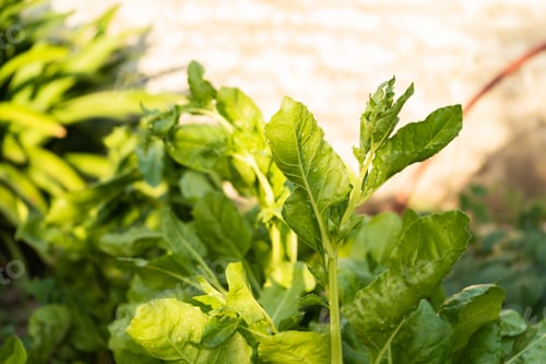 Preview: A Closeup Shot Of Fresh Green Plants In The Garden