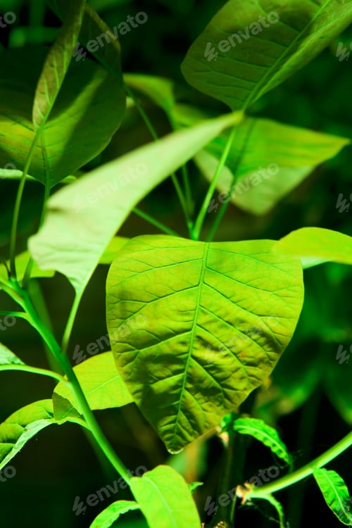 Preview: A Vertical Shot Of A Green Leaf Surrounded By Others